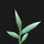 Crabgrass icon