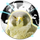 Falcon Private Browser Icon