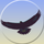 Eagle Mode icon