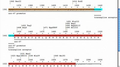 Text map shows DNA sequence, translation, and features as text-based graphics 