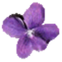 Violet UML Editor icon