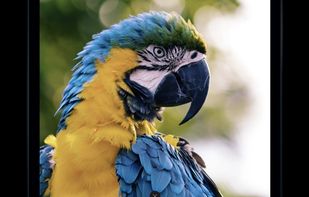 Cone Color Picker & Identifier screenshot 3