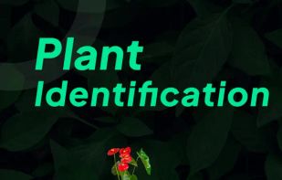 LeafSnap Plant Identification screenshot 1