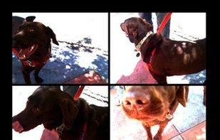 QuadCamera screenshot 1