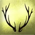 The Endless Forest icon