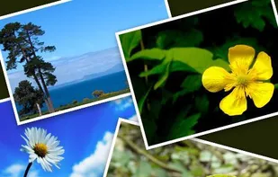 Collage Creator Photo Art Lab screenshot 2