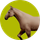 Horse icon