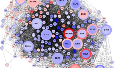 Gene coexpression network visualized by Tabnetviz.