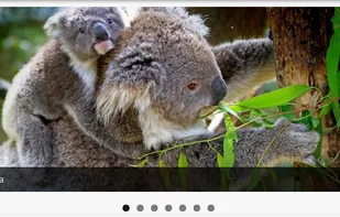 MetaSlider screenshot 3