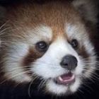Panda3DS icon