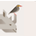 Rhinobird.tv icon