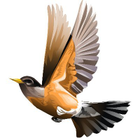 RobinWords icon