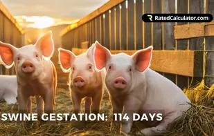 RatedCalculator.com screenshot 2