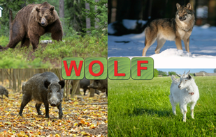 Learn to Read & Save Animals screenshot 3