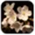 Cherry Blossom Wallpapers icon