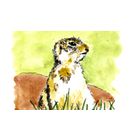 Simple Gopher Client icon