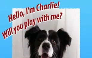 POCKET K-9 screenshot 1