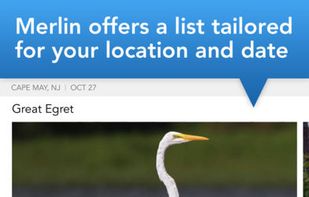 Merlin Bird ID screenshot 3