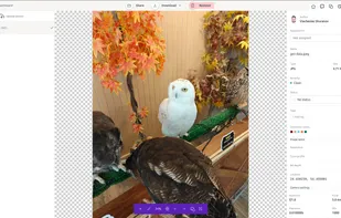 Rich asset inspector with automatic EXIF extraction, GPS data, color palette analysis, version tracking, and team assignment workflows.