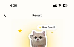identify cat breeds result
