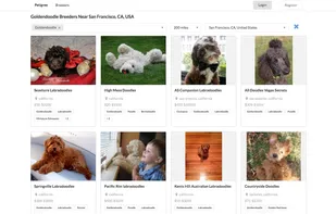 Petigree screenshot 1
