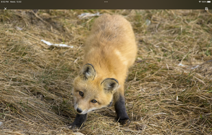 Takesama screenshot 1