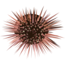 UTM Stripper icon