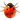 Coccinella icon