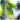Fresh Leaves icon