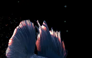 Betta Fish Live Wallpaper screenshot 1