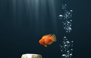 iQuarium screenshot 1