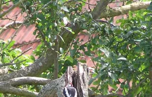 PhotoChiotte screenshot 1