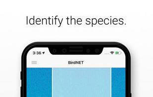 BirdNET screenshot 1