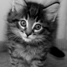 placekitten icon