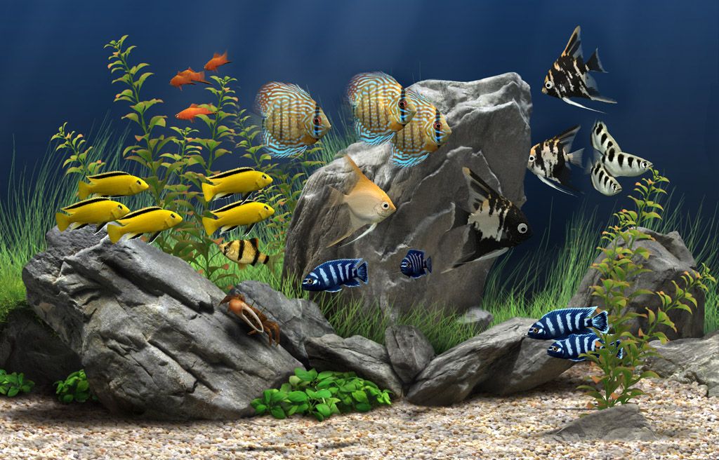 Ứng dụng Dream Aquarium sẽ mang đến cho bạn những giây phút thư giãn tuyệt vời nhất khi được khám phá thế giới cá với những hình ảnh đẹp lung linh và chân thực như đang nhìn thấy các loài cá đang bơi lội trong hồ rộng.