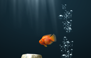 iQuarium screenshot 1