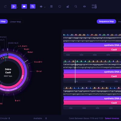 snapgene viewer sequence map linear circular snapgene viewer sequence map linear circular