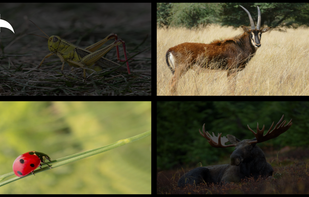 Animals for Kids 3D screenshot 3