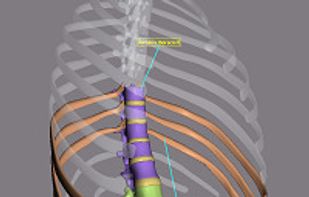 Costae spuriae and thoracic vertebrae