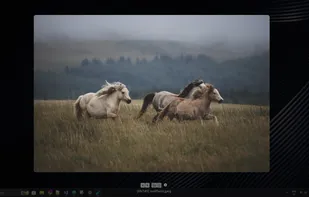 Old Fly Photos screenshot