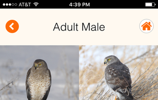 Raptor ID screenshot 1