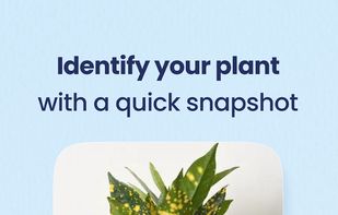 Greg - Plant Identifier & Care screenshot 2