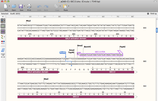 SnapGene Viewer screenshot 1