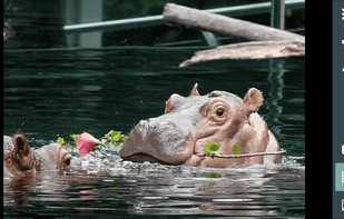 Animals for Kids 3D screenshot 2