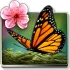 Season Zen Live Wallpaper icon