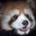 Panda3DS icon