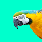 Play&amp;learn icon