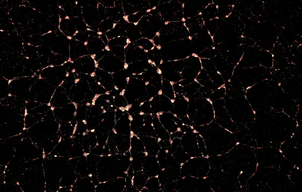 OpenSPH: C++ SPH/N-body library and standalone GUI application, mainly ...