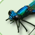 Damselfly