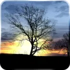 Silhouette Live Wallpaper icon